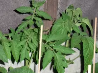 tomato2.webp