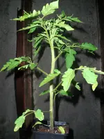 tomato3.webp