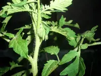tomato4.webp