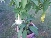 DSCN0399.webp