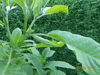 DSCN0397.webp