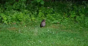 junge Schmollamsel.webp