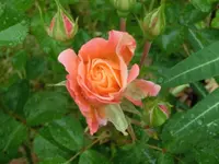 CIMG0242.webp