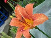 CIMG0243.webp