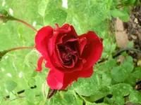 CIMG0244.webp