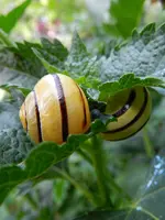 035.webp