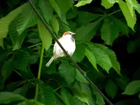 002.webp