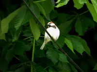 010.webp
