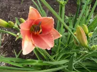 003.webp