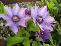 002.webp