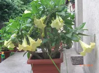 CIMG3011.webp