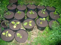 aubienchen.webp