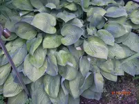 CIMG3013.webp