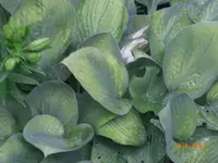 CIMG3014.webp