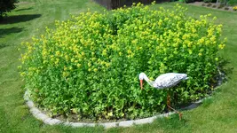 blumen_27_20120526.webp