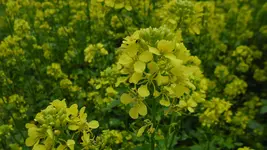 blumen_28_20120601.webp