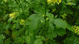 blumen_30_20120601.webp