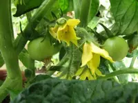 005.webp