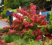Weigelie pink_smaller.webp