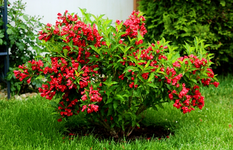 Weigelie rot_smaller.webp