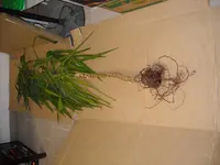 DSCN0618.webp