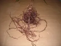 DSCN0619.webp