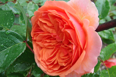 CIMG3725.webp