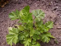 Bild 007.webp