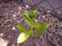 Bild 029.webp