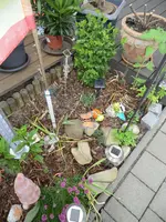 Hibuskus  (1).webp