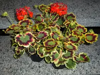 Blattschmuckgeranien (2).webp