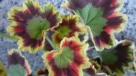 Blattschmuckgeranien (1).webp