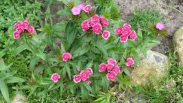 P1020755.webp