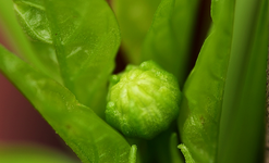 grüne Paprika 4_5mm groß_smaller.webp