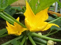 2 Zucchiniblüten.webp