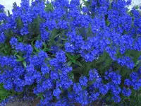 CIMG5978.webp