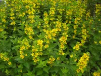 CIMG5985.webp