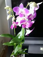 Foto0159.webp