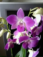 Foto0160.webp