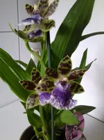 Foto0162.webp