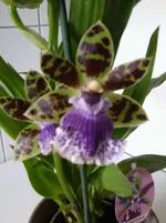 Foto0163.webp