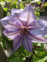 Clematis2.webp