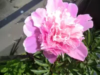 CIMG1634.webp