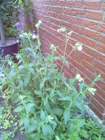 27052012010.webp