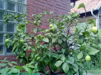 26052012006.webp