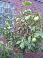 26052012007.webp