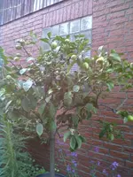 26052012009.webp