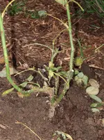 DSCF2371.webp