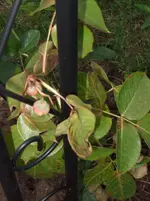 DSCF2373.webp