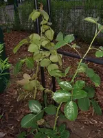 DSCF2372.webp